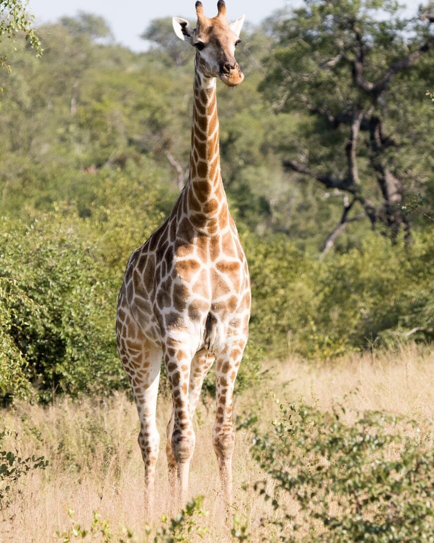 Gaby's Guide to Safari (South Africa + Botswana)
